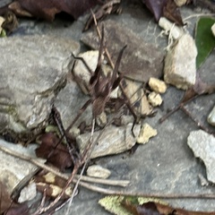 Uliodon albopunctatus