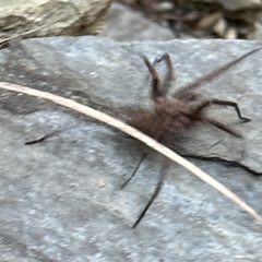 Uliodon albopunctatus