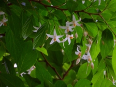 Styrax formosanus