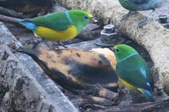 Chlorophonia cyanea