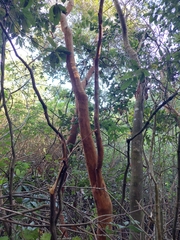 Luma apiculata