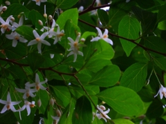 Styrax formosanus