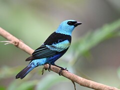 Stilpnia cyanicollis