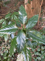 Aucuba japonica