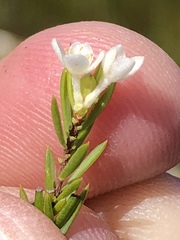 Lachnaea diosmoides