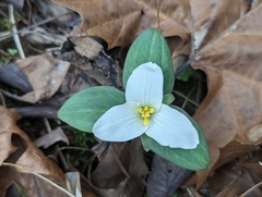 Trillium nivale