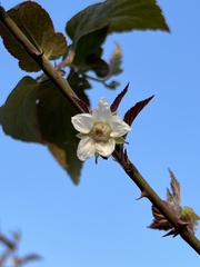 Rubus corchorifolius