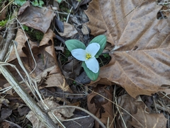 Trillium nivale