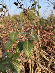 Rubus corchorifolius