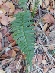 Blechnum hastatum