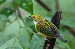 Tangara icterocephala