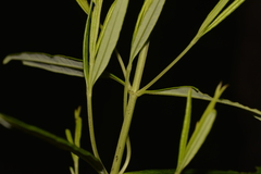 Logania albiflora