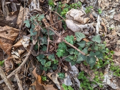 Urtica chamaedryoides