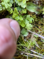 Pentagramma triangularis