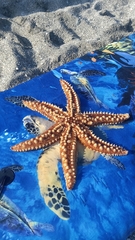 Meyenaster gelatinosus