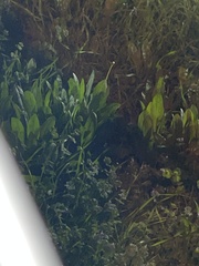 Sagittaria platyphylla