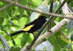 Ramphocelus flammigerus