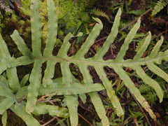 Doryopteris pedata