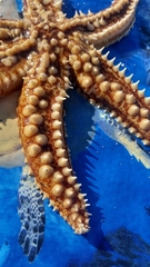 Meyenaster gelatinosus