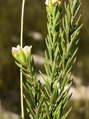 Lachnaea diosmoides