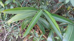 Alpinia zerumbet