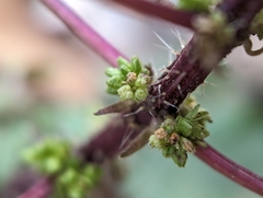 Urtica chamaedryoides