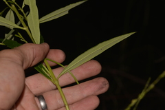 Logania albiflora