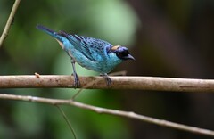 Chalcothraupis ruficervix