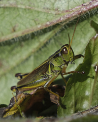 Melanoplus bivittatus