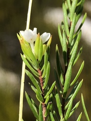 Lachnaea diosmoides