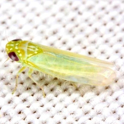 Potato Leafhopper
