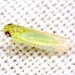 Potato Leafhopper - Photo (c) Mike Quinn, Austin, TX, some rights reserved (CC BY-NC), uploaded by Mike Quinn, Austin, TX