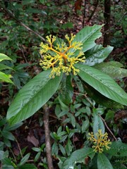Palicourea quadrifolia