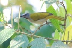 Saltator maximus
