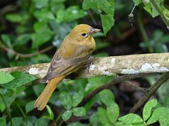 Piranga rubra