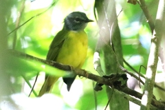 Eucometis penicillata