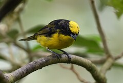 Euphonia laniirostris