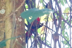 Rhodinocichla rosea