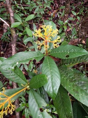 Palicourea quadrifolia