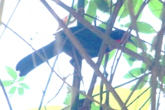 Rhodinocichla rosea