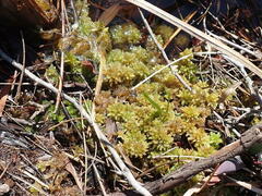 Sphagnum perichaetiale