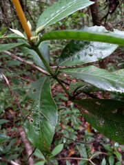 Palicourea quadrifolia