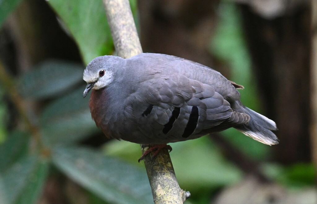 Maroon-chested Ground-Dove
