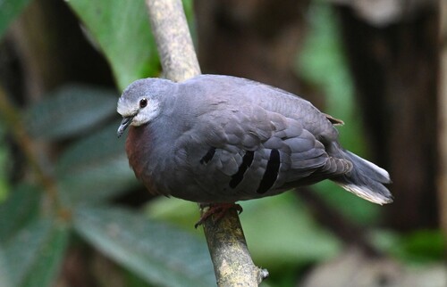 Maroon-chested Ground-Dove