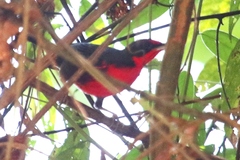 Rhodinocichla rosea