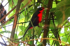 Rhodinocichla rosea