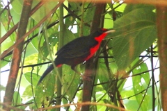 Rhodinocichla rosea