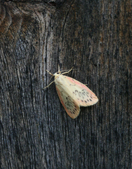 Miltochrista miniata