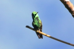 Chlorostilbon gibsoni