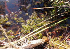 Sphagnum perichaetiale